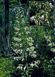 Attēlu rezultāti vaicājumam “Phalaroides arundinacea leaf”
