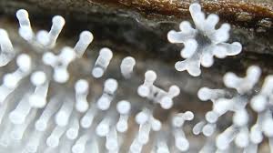 Attēlu rezultāti vaicājumam “Physarum diderma”