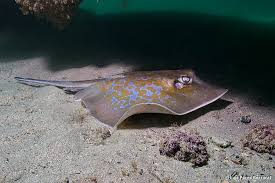 Image result for Dasyatis chrysonota