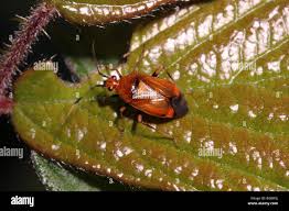 Attēlu rezultāti vaicājumam “Deraeocoris ruber”