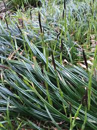 Attēlu rezultāti vaicājumam “Carex pilosa”