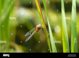 Attēlu rezultāti vaicājumam “Aeshna isoceles”