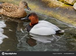 Image result for Aythya valisineria