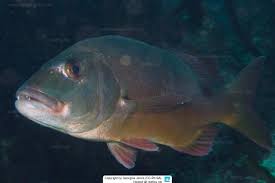 Image result for Petrus rupestris