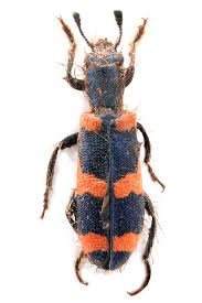 Attēlu rezultāti vaicājumam “Cleridae”