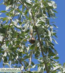 Attēlu rezultāti vaicājumam “Pyrus pyraster fruit”