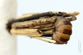 Attēlu rezultāti vaicājumam “Psyche casta larva”