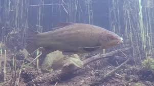 Image result for Tinca tinca