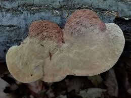 Attēlu rezultāti vaicājumam “Hapalopilus nidulans”