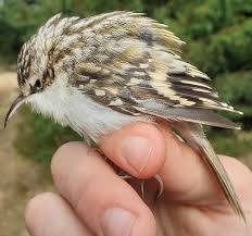 Attēlu rezultāti vaicājumam “Certhia familiaris adult”