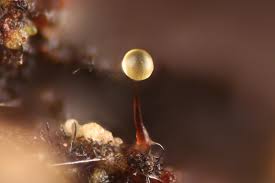 Attēlu rezultāti vaicājumam “Paradiacheopsis rigida stalked”