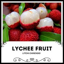 Image result for Litchi chinensis