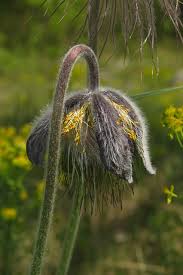 Attēlu rezultāti vaicājumam “Pulsatilla pratensis”