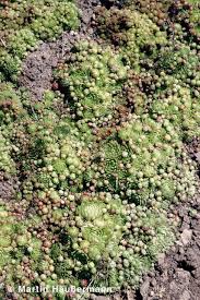 Attēlu rezultāti vaicājumam “Jovibarba globifera”