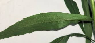 Attēlu rezultāti vaicājumam “Solidago canadensis leaf”