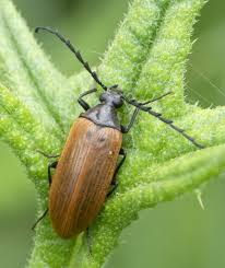 Attēlu rezultāti vaicājumam “Pseudocistela ceramboides”