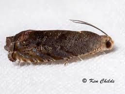 Attēlu rezultāti vaicājumam “Diachea muscorum”