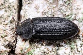 Attēlu rezultāti vaicājumam “Grynocharis oblonga”