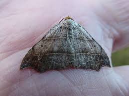 Attēlu rezultāti vaicājumam “Laspeyria flexula”