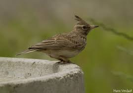 Attēlu rezultāti vaicājumam “Galerida cristata adult”