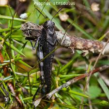 Attēlu rezultāti vaicājumam “Psophus stridulus”