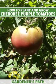 Afbeeldingsresultaat voor cherokee purple tomato
