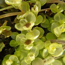 Attēlu rezultāti vaicājumam “Rhizomnium punctatum”