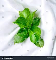 Attēlu rezultāti vaicājumam “Swertia perennis leaf”