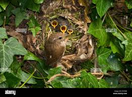 Attēlu rezultāti vaicājumam “Troglodytes troglodytes nest”