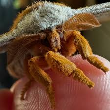 Attēlu rezultāti vaicājumam “Saturniidae”