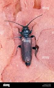 Attēlu rezultāti vaicājumam “Tetropium fuscum”