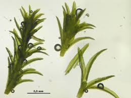 Attēlu rezultāti vaicājumam “Gymnostomum calcareum”