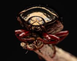 Attēlu rezultāti vaicājumam “Chrysolina staphylaea”