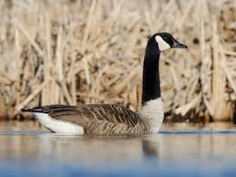 Attēlu rezultāti vaicājumam “Branta canadensis”