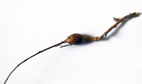 Attēlu rezultāti vaicājumam “Rabdophaga heterobia”