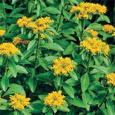 Attēlu rezultāti vaicājumam “Sedum aizoon”