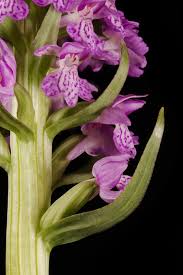 Attēlu rezultāti vaicājumam “Dactylorhiza majalis subsp. baltica flower”