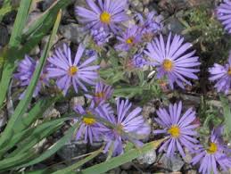 Attēlu rezultāti vaicājumam “Symphytocarpus sp.”
