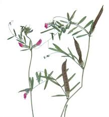 Attēlu rezultāti vaicājumam “Vicia angustifolia leaf”