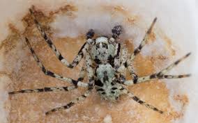 Attēlu rezultāti vaicājumam “Philodromus margaritatus”