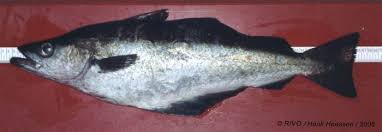 Image result for Pollachius pollachius