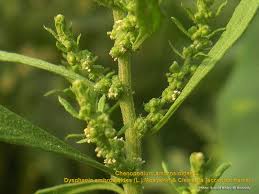 Image result for Chenopodium ambrosioides