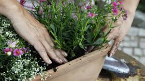 Image result for Elfenspiegel