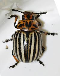 Attēlu rezultāti vaicājumam “Leptinotarsa decemlineata”