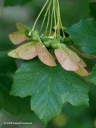 Attēlu rezultāti vaicājumam “Acer platanoides”