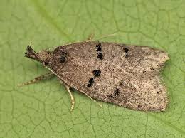 Attēlu rezultāti vaicājumam “Luquetia lobella”