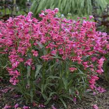 Image result for Penstemon