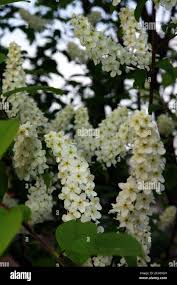 Attēlu rezultāti vaicājumam “Padus avium leaf”