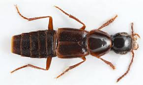 Attēlu rezultāti vaicājumam “Quedius dilatatus”