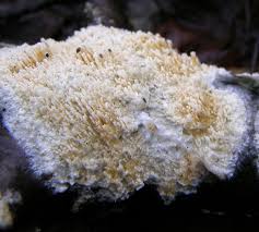 Attēlu rezultāti vaicājumam “Basidioradulum radula”